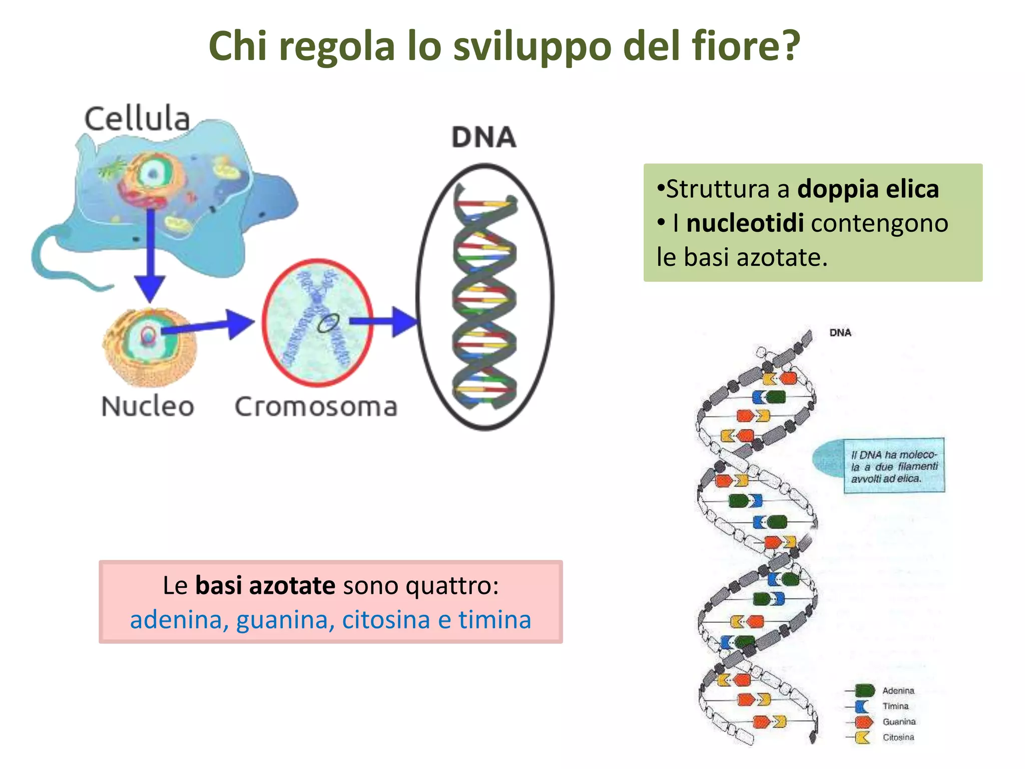 Chi regola lo sviluppo del fiore?
•Struttura a doppia elica
• I nucleotidi contengono
le basi azotate.
Le basi azotate sono quattro:
adenina, guanina, citosina e timina
 