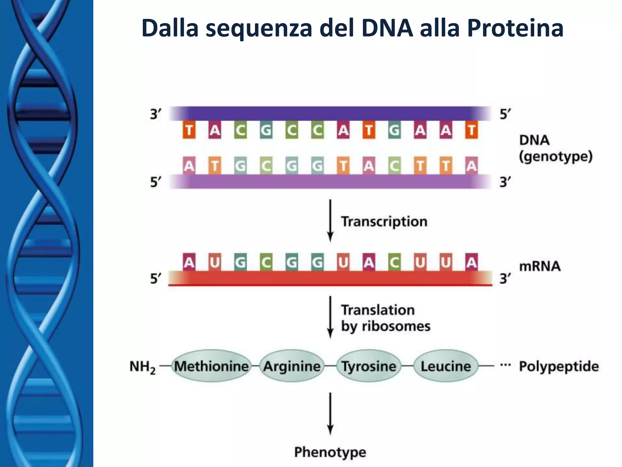 Dalla sequenza del DNA alla Proteina
 