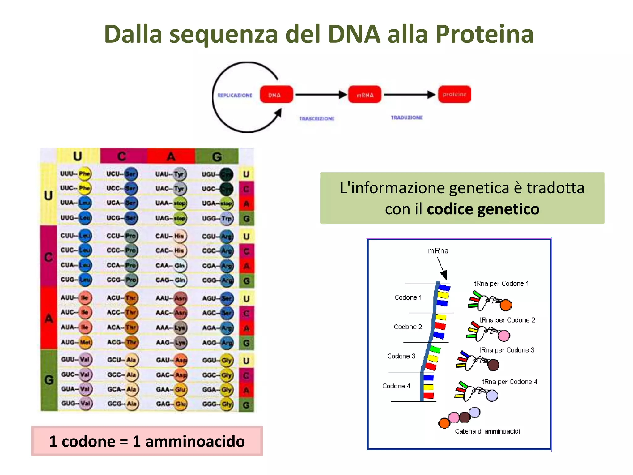 Dalla sequenza del DNA alla Proteina
L'informazione genetica è tradotta
con il codice genetico
1 codone = 1 amminoacido
 