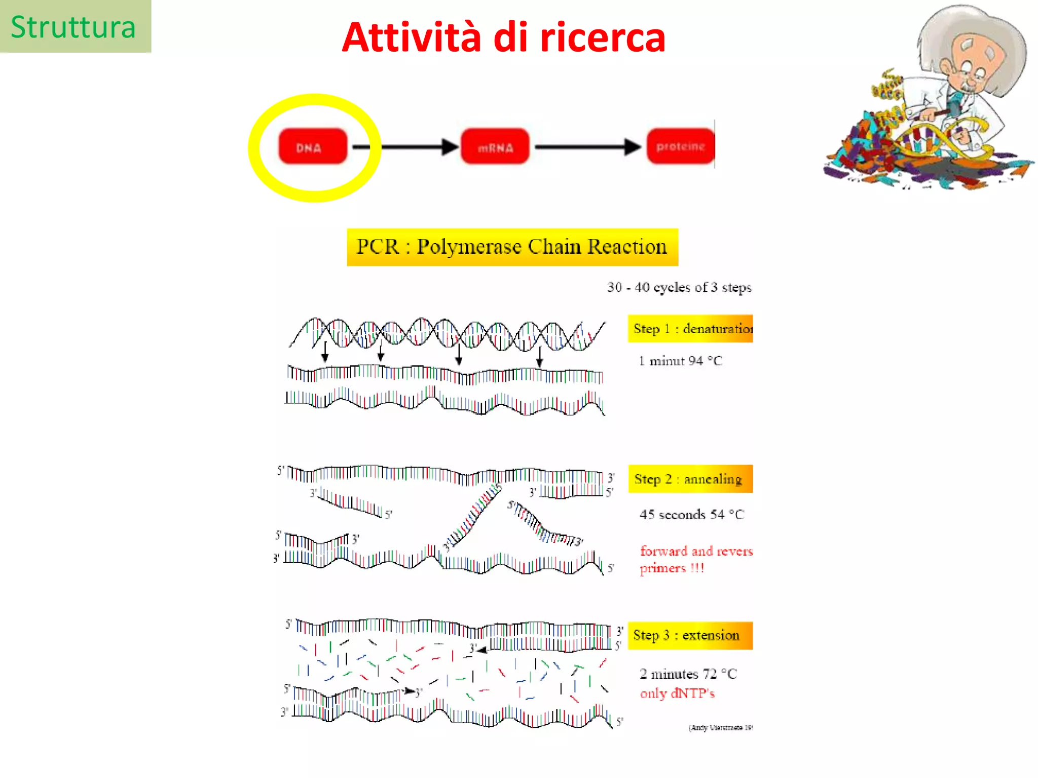 Attività di ricercaStruttura
 