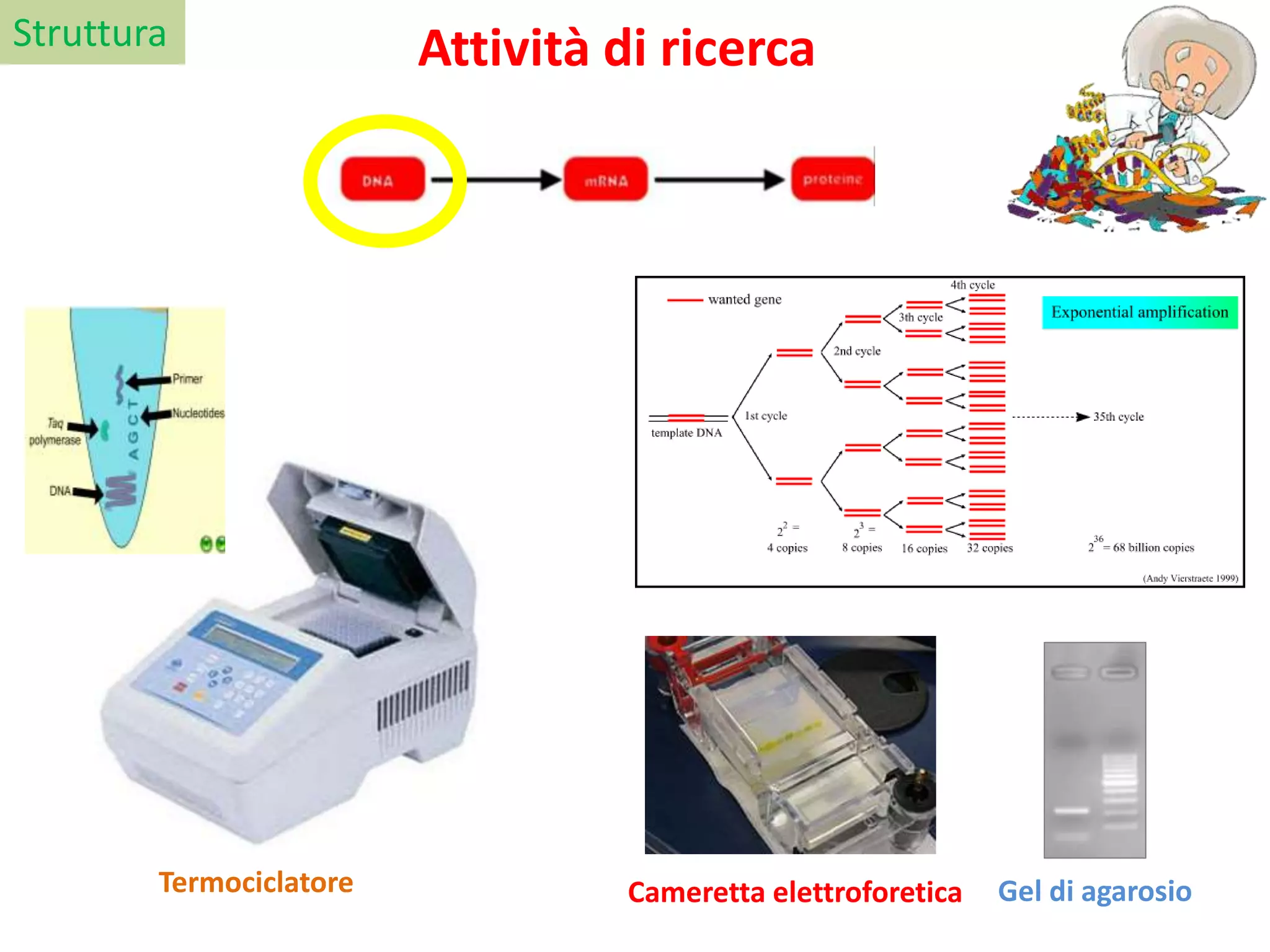Struttura
Gel di agarosioTermociclatore Cameretta elettroforetica
Attività di ricerca
 