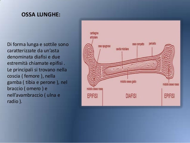 Di Cosa Sono Fatte Le Ossa Le ossa