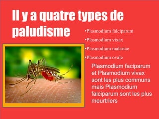 Il y a quatre types de
paludisme     •Plasmodium falciparum
              •Plasmodium vixax
              •Plasmodium malariae
              •Plasmodium ovale
                 Plasmodium faciparum
                 et Plasmodium vivax
                 sont les plus communs
                 mais Plasmodium
                 falciparum sont les plus
                 meurtriers
 