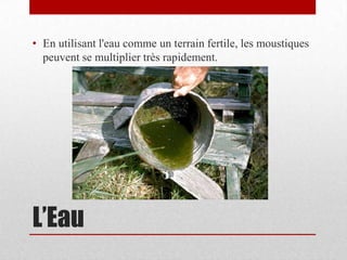 • En utilisant l'eau comme un terrain fertile, les moustiques
  peuvent se multiplier très rapidement.




L’Eau
 