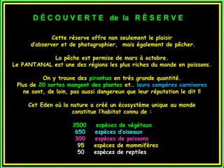 Cette réserve offre non seulement le plaisirCette réserve offre non seulement le plaisir
d’observer et de photographier, mais également de pêcher.d’observer et de photographier, mais également de pêcher.
La pêche est permise de mars à octobre.La pêche est permise de mars à octobre.
Le PANTANAL est une des régions les plus riches du monde en poissons.Le PANTANAL est une des régions les plus riches du monde en poissons.
On y trouve desOn y trouve des piranhaspiranhas en très grande quantité.en très grande quantité.
Plus dePlus de 20 sortes mangent des plantes20 sortes mangent des plantes et…et… leurs compères carnivoresleurs compères carnivores
ne sont, de loin, pas aussi dangereux que leur réputation le dit !!ne sont, de loin, pas aussi dangereux que leur réputation le dit !!
Cet Eden où la nature a créé un écosystème unique au mondeCet Eden où la nature a créé un écosystème unique au monde
constitue l’habitat connu de :constitue l’habitat connu de :
35003500 espèces de végétauxespèces de végétaux
650 espèces d’oiseaux650 espèces d’oiseaux
300300 espèces de poissonsespèces de poissons
95 espèces de mammifères95 espèces de mammifères
5050 espèces de reptilesespèces de reptiles
D É C O U V E R T E de la R É S E R V ED É C O U V E R T E de la R É S E R V E
 
