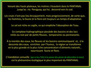 Venant des hauts plateaux, les rivières s’écoulent dans le PANTANALVenant des hauts plateaux, les rivières s’écoulent dans le PANTANAL
jusqu’au rio Paraguay, qui lui, descend vers le sud.jusqu’au rio Paraguay, qui lui, descend vers le sud.
Les crues n’ont pas lieu brusquement, mais progressivement, de sorte que,Les crues n’ont pas lieu brusquement, mais progressivement, de sorte que,
les hommes, la faune et la flore ont toujours un temps d’adaptation.les hommes, la faune et la flore ont toujours un temps d’adaptation.
Le sol est riche en argile, ce qui empêche l’absorption de l’eau.Le sol est riche en argile, ce qui empêche l’absorption de l’eau.
Ce complexe hydrographique possède des bassins et des lacsCe complexe hydrographique possède des bassins et des lacs
reliés ou non par de petits fleuves, temporaires ou permanents.reliés ou non par de petits fleuves, temporaires ou permanents.
À la montée des eaux, les fleuves et les bassins communiquent et, à laÀ la montée des eaux, les fleuves et les bassins communiquent et, à la
descente des eaux, enrichies par l’humus, la région se transformedescente des eaux, enrichies par l’humus, la région se transforme
en la plus grande et la plus riche concentration d’aliments naturels ,en la plus grande et la plus riche concentration d’aliments naturels ,
nourrissant faune et flore.nourrissant faune et flore.
L’inondation annuelleL’inondation annuelle ((qui a lieuqui a lieu l’été à la saison des pluies de décembre à mars)
est le phénomène écologique le plus important du PANTANAL.est le phénomène écologique le plus important du PANTANAL.
 