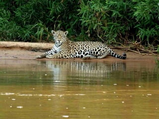 Le pantanal