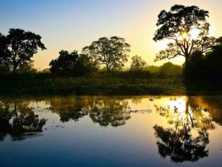 Le pantanal