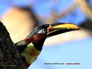 toucan à oreillons roux - tucano castanho.
                                                               castanho
cortesia de : Marcelo Bugre
 