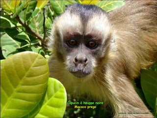 Capucin à houppe noire
    Macaco prego
                         cortesia : fotos da natureza.com
 