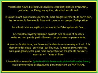 Venant des hauts plateaux, les rivières s’écoulent dans le PANTANAL
          jusqu’au rio Paraguay, qui lui, descend vers le sud.

Les crues n’ont pas lieu brusquement, mais progressivement, de sorte que,
    les hommes, la faune et la flore ont toujours un temps d’adaptation.

      Le sol est riche en argile, ce qui empêche l’absorption de l’eau.

      Ce complexe hydrographique possède des bassins et des lacs
     reliés ou non par de petits fleuves, temporaires ou permanents.

  À la montée des eaux, les fleuves et les bassins communiquent et, à la
   descente des eaux, enrichies par l’humus, la région se transforme
   en la plus grande et la plus riche concentration d’aliments naturels ,
                         nourrissant faune et flore.

 L’inondation annuelle (qui a lieu l’été à la saison des pluies de décembre à mars)
      est le phénomène écologique le plus important du PANTANAL.
 