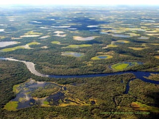 Le pantanal brsilien1.t