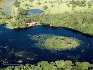 Le pantanal brsilien1.t