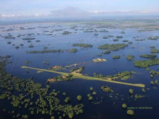 Le pantanal brsilien1.t