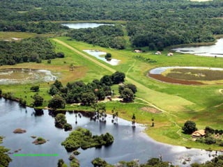 Le pantanal brsilien1.t