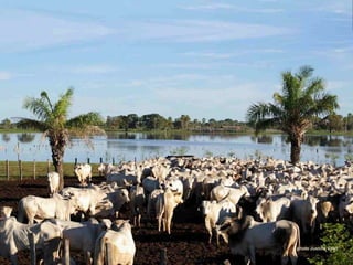 Le pantanal brsilien1.t