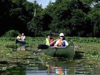 Le pantanal brsilien1.t