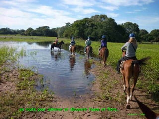 Le pantanal brsilien1.t