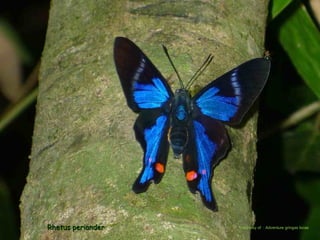 Le pantanal brsilien1.t