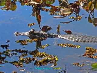 Le pantanal brsilien1.t