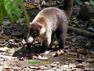 Le pantanal brsilien1.t