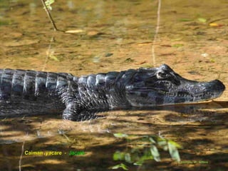 Le pantanal brsilien1.t