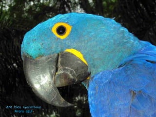 Le pantanal brsilien1.t