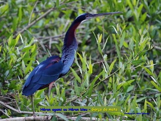 Le pantanal brsilien1.t
