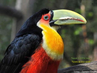 Le pantanal brsilien1.t