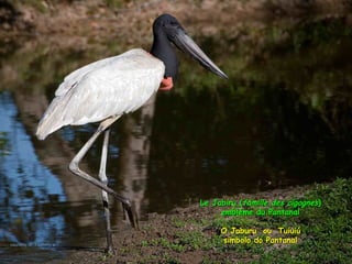 Le pantanal brsilien1.t