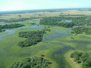 Le pantanal brsilien1.t