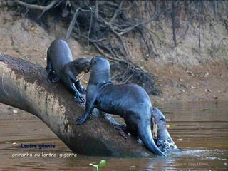 Le pantanal brsilien1.t