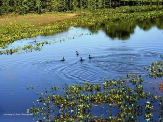 Le pantanal brsilien1.t