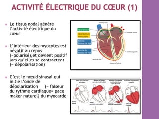 ⦿  Le tissus nodal génère
l’activité électrique du
cœur
⦿  L’intérieur des myocytes est
négatif au repos
(=polarisé),et devient positif
lors qu’elles se contractent
(= dépolarisation)
⦿  C’est le nœud sinusal qui
initie l’onde de
dépolarisation (= faiseur
du rythme cardiaque= pace
maker naturel) du myocarde
 