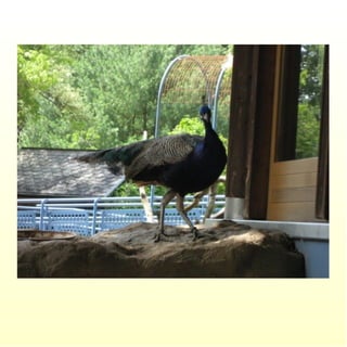 Le parc merveilleux de bettembourg