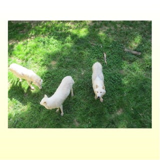 Le parc merveilleux de bettembourg