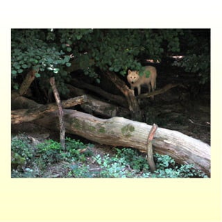 Le parc merveilleux de bettembourg