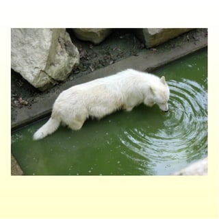 Le parc merveilleux de bettembourg