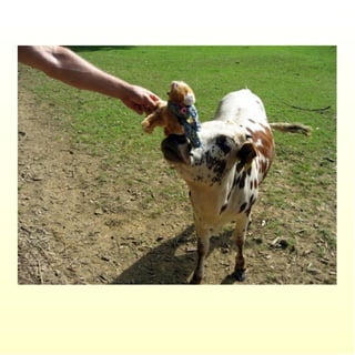 Le parc merveilleux de bettembourg