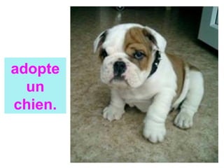 adopte
un
chien.
 