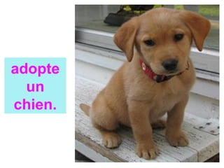 adopte
un
chien.
 