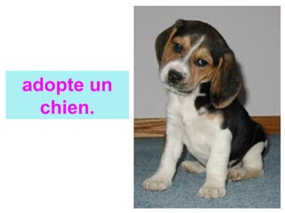 adopte un
chien.
 
