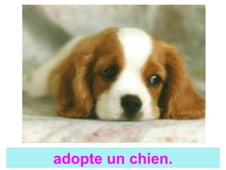 adopte un chien.
 