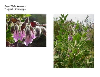 Lepechinia fragrans
Fragrant pitchersage

 