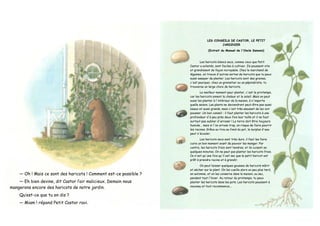 — Oh ! Mais ce sont des haricots ! Comment est-ce possible ?
— Eh bien devine, dit Castor l’air malicieux. Demain nous
mangerons encore des haricots de notre jardin.
Qu’est-ce que tu en dis ?
— Miam ! répond Petit Castor ravi.
LES CONSEILS DE CASTOR, LE PETIT
JARDINIER
(Extrait du Manuel de l'Oncle Samson)
Les haricots blancs secs, comme ceux que Petit
Castor a achetés, sont faciles à cultiver. Ils poussent vite
et grandissent de façon incroyable. Chez le marchand de
légumes, on trouve d'autres sortes de haricots que tu peux
aussi essayer de planter. Les haricots sont des graines,
c'est pourquoi, chez un grainetier ou un pépiniériste, tu
trouveras un large choix de haricots.
Le meilleur moment pour planter, c'est le printemps,
car les haricots aiment la chaleur et le soleil. Mais on peut
aussi les planter à l'intérieur de la maison, à n'importe
quelle saison. Les plants ne deviendront peut-être pas aussi
beaux et aussi grands, mais c'est très amusant de les voir
pousser. Un bon conseil : il faut planter les haricots à une
profondeur d'à peu près deux fois leur taille et il ne faut
surtout pas oublier d'arroser ! La terre doit être toujours
humide... mais si l'on arrose trop, on risque de faire pourrir
les racines. Grâce au trou au fond du pot, le surplus d'eau
peut s'écouler.
Les haricots secs sont très durs, il faut les faire
cuire un bon moment avant de pouvoir les manger. Par
contre, les haricots frais sont tendres, et ils cuisent en
quelques minutes. On ne peut pas planter les haricots frais.
Ce n'est qu'une fois qu'il est sec que le petit haricot est
prêt à prendre racine et à grandir.
On peut laisser quelques gousses de haricots mûrir
et sécher sur le plant. On les cueille alors un peu plus tard,
en automne, et on les conserve dans la maison, au sec,
pendant tout l'hiver. Au retour du printemps, tu peux
planter les haricots dans les pots. Les haricots poussent à
nouveau et tout recommence...
 