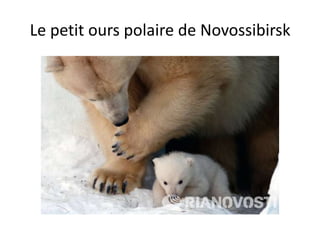 Le petit ours polaire de Novossibirsk
 