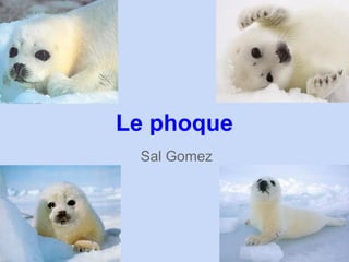 Sal Gomez
Le phoque
 