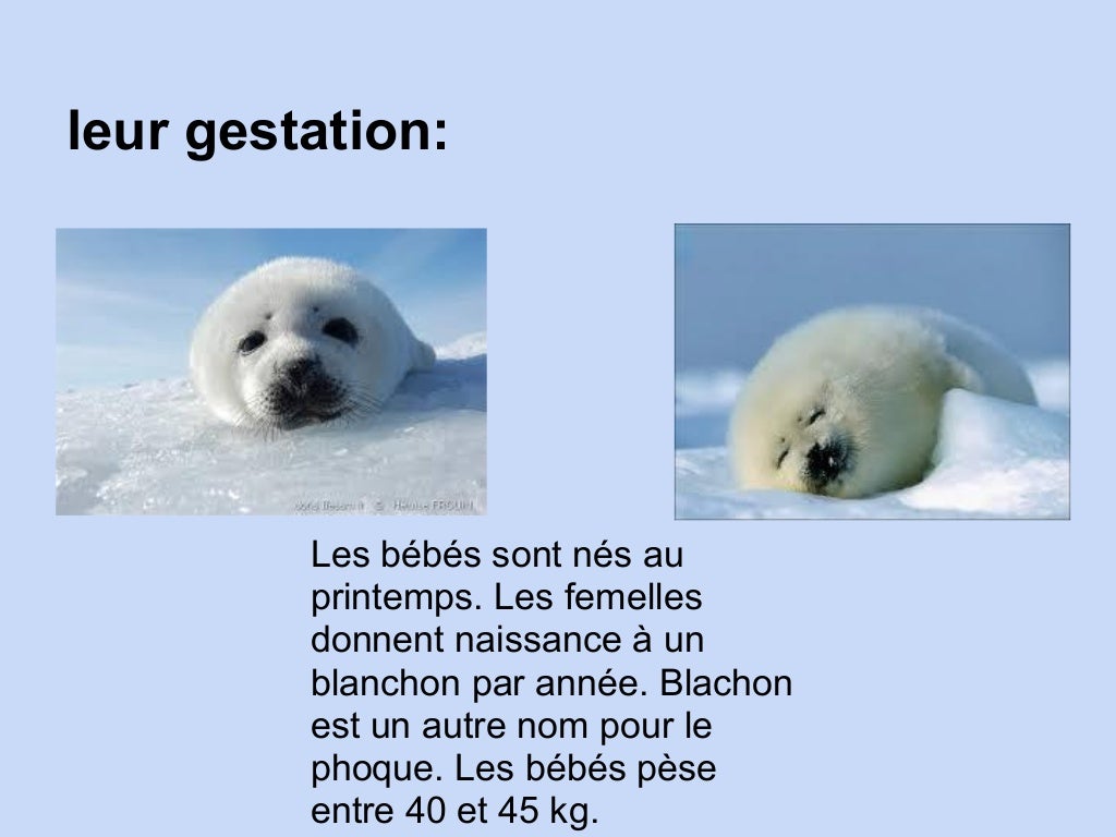 Le Phoque