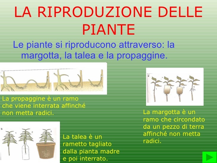Le piante