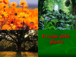 Il regno delle  piante 
